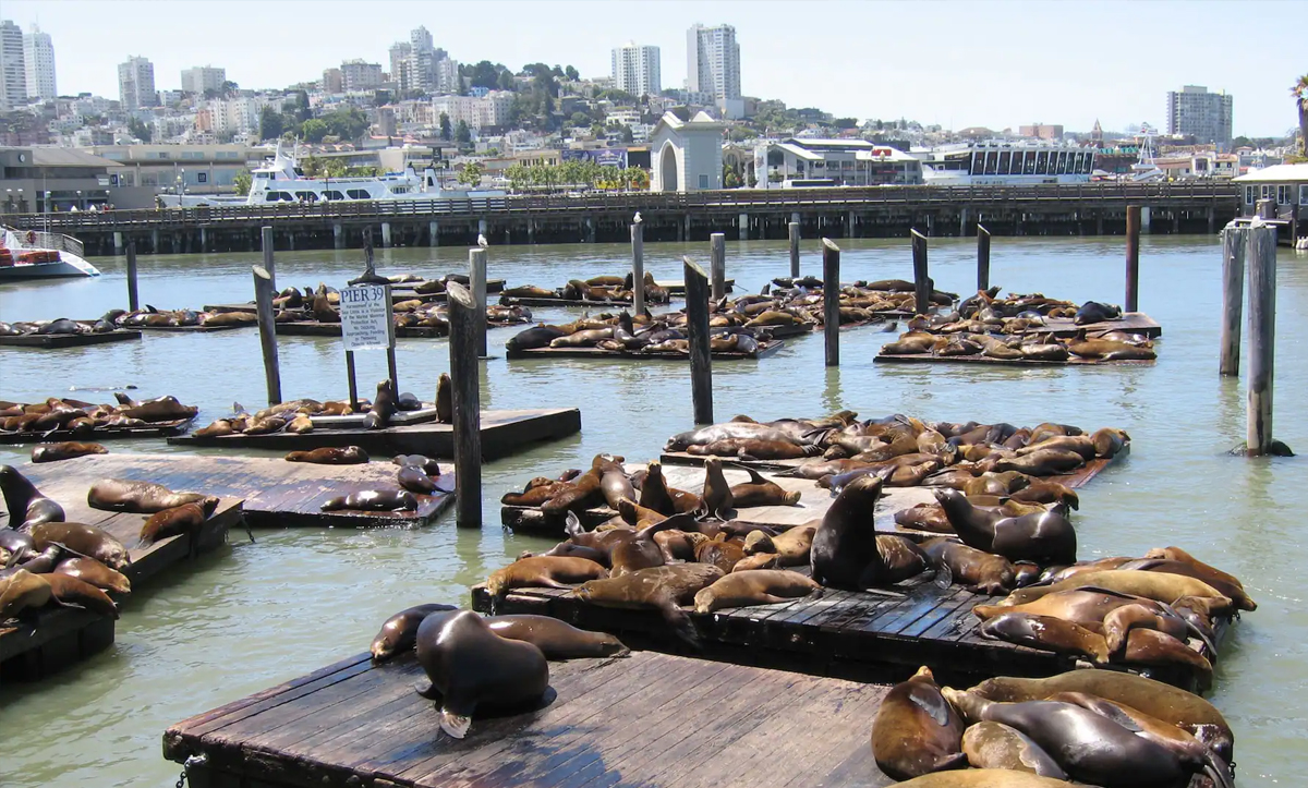 Sea Lions at Pier 39